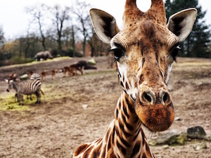 dierenpark Emmen 