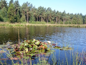 varen rust Drenthe water