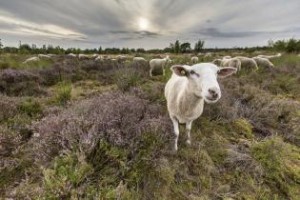 Heidewandeling paarse pracht Drenthe-schaap