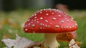 Herfstbos paddenstoel Drenthe