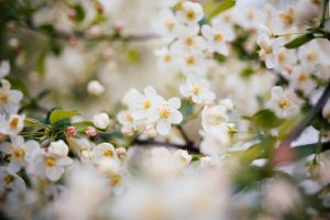 lente in drenthe